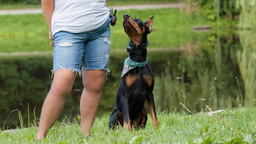 Dog and trainer using e-collar for training