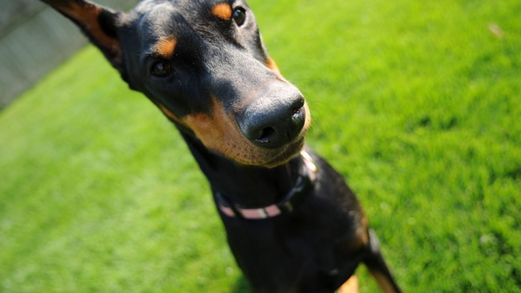Doberman sitting in a green field