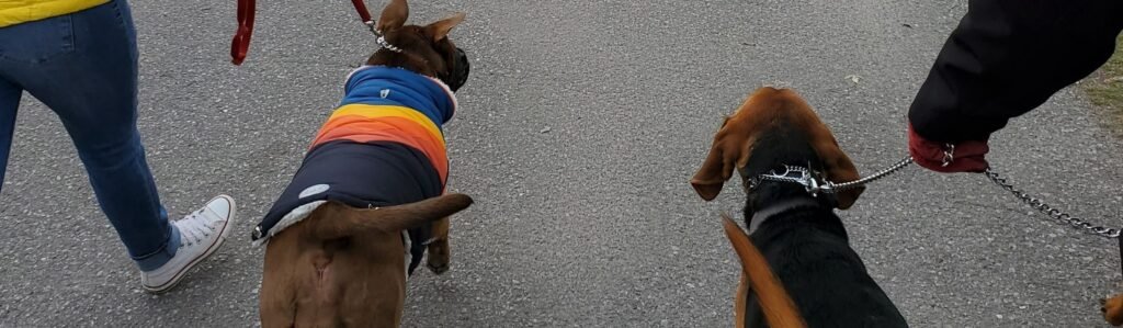 Dogs understand human body language and your emotions travel down the leash