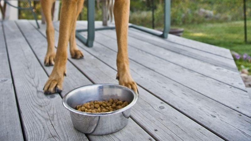 Resource Guarding Explained: Why Is Your Dog Guarding His Food & What Can You Do About It? Metal bowl of kibble with a large breed dog standing behind it.