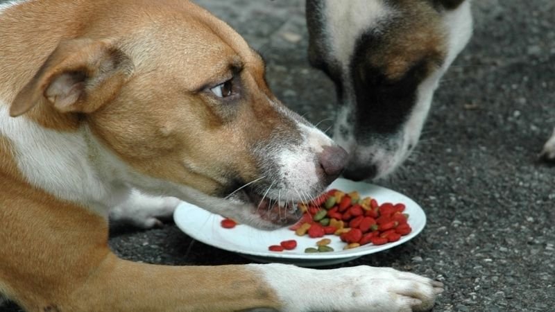 Resource Guarding Explained: Why Is Your Dog Guarding His Food & What Can You Do About It? A light coloured dog showing signs of resource guarding by growling and showing teeth as another dog tries to approach kibble.