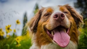 Small breed dog smiling with tongue hanging out