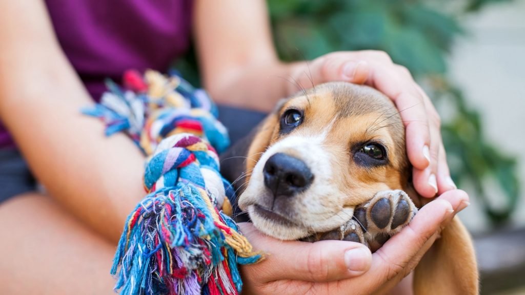 Puppy Training Basics: When To Start, What Training To Choose And Which Behaviours To Work On First Puppy Training Welcome A New Puppy 1024x576