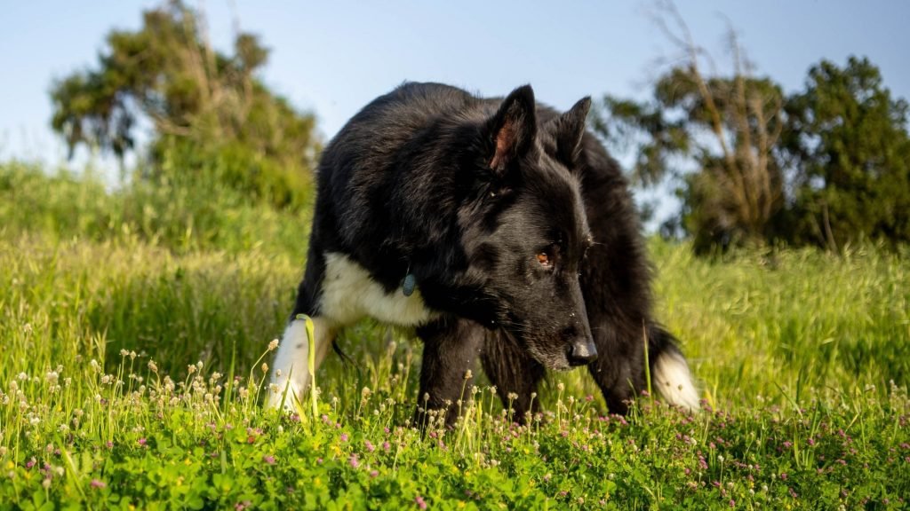 Teaching Your Dog To Come When Called: Sanity Saving Tips To Help You Train A Solid Dog Recall Starting Today Large black and white dog sniffs in the tall grass.
