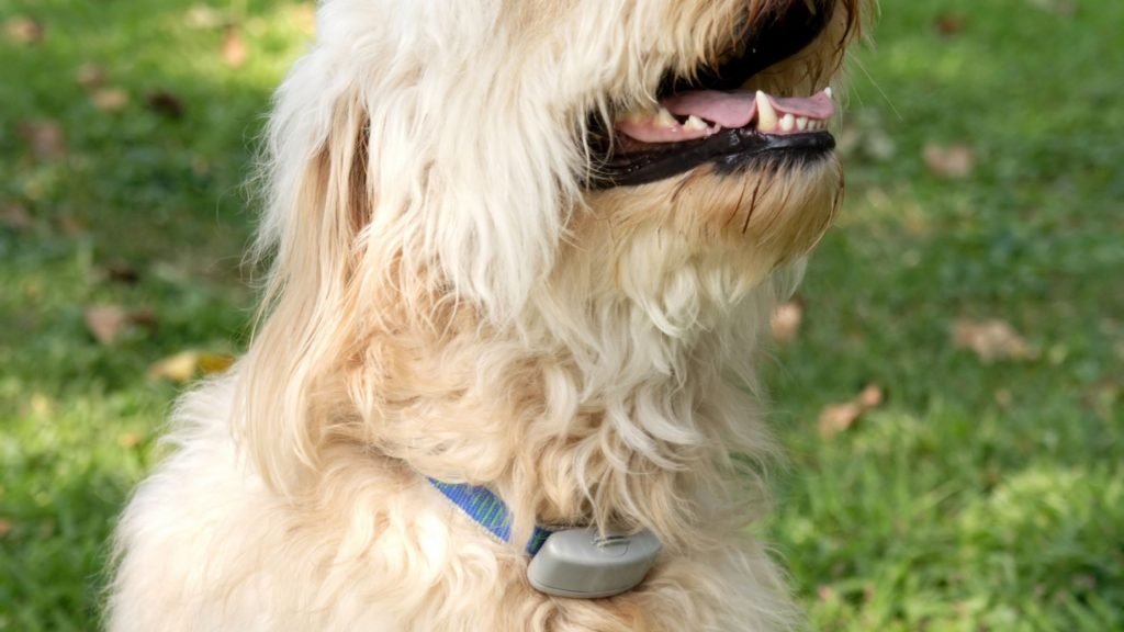 Teaching Your Dog To Come When Called: Sanity Saving Tips To Help You Train A Solid Dog Recall Starting Today Medium white dog shown wearing an e-collar around his neck.