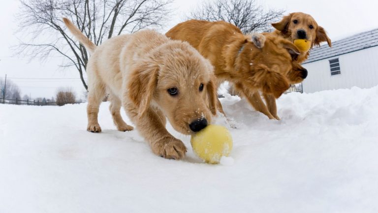 Dogs playing with yellow tennis balls while training in the snow