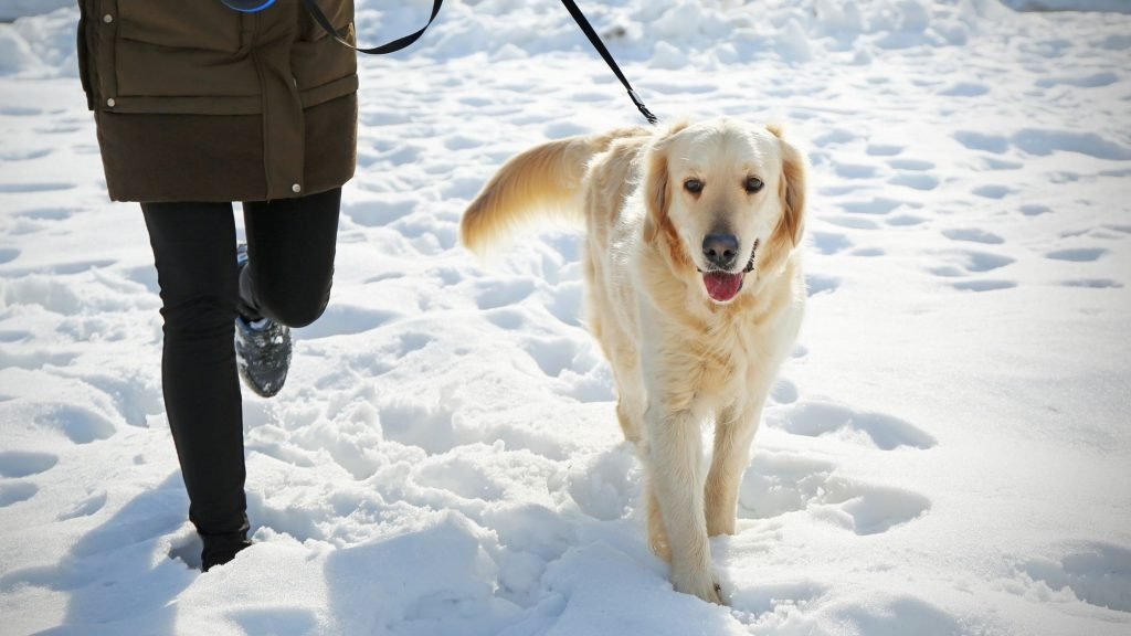 Person walking a dog on leash in the snow.
