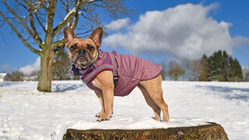Small french bulldog in winter coat standing on a rock in the snow.