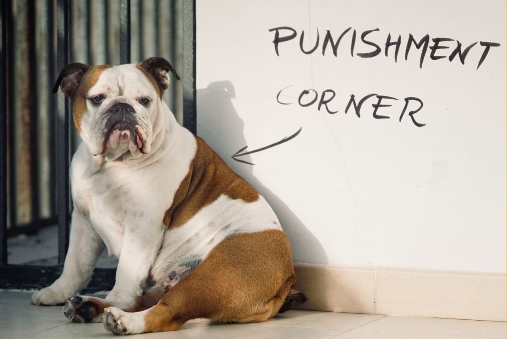 8 common dog training mistakes (and how to avoid them) 10 E1660588761291 1024x684