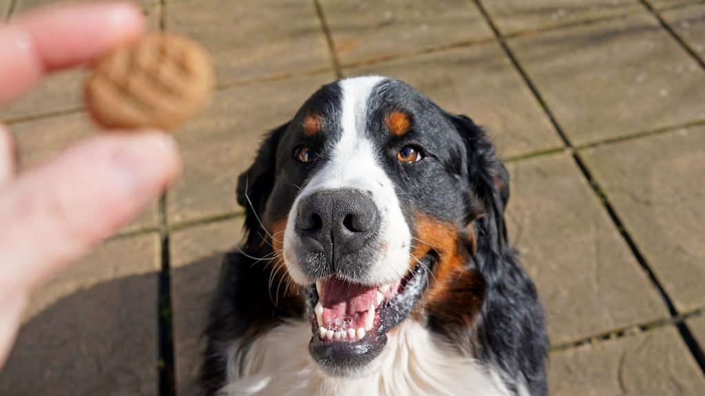 8 common dog training mistakes (and how to avoid them) Blog Header Images 1024x576