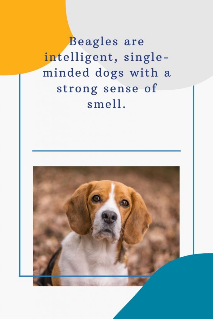 #WoofWednesday: The Beagle Beagle1 683x1024