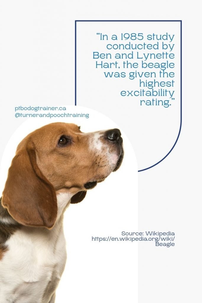 #WoofWednesday: The Beagle Beagle2 683x1024