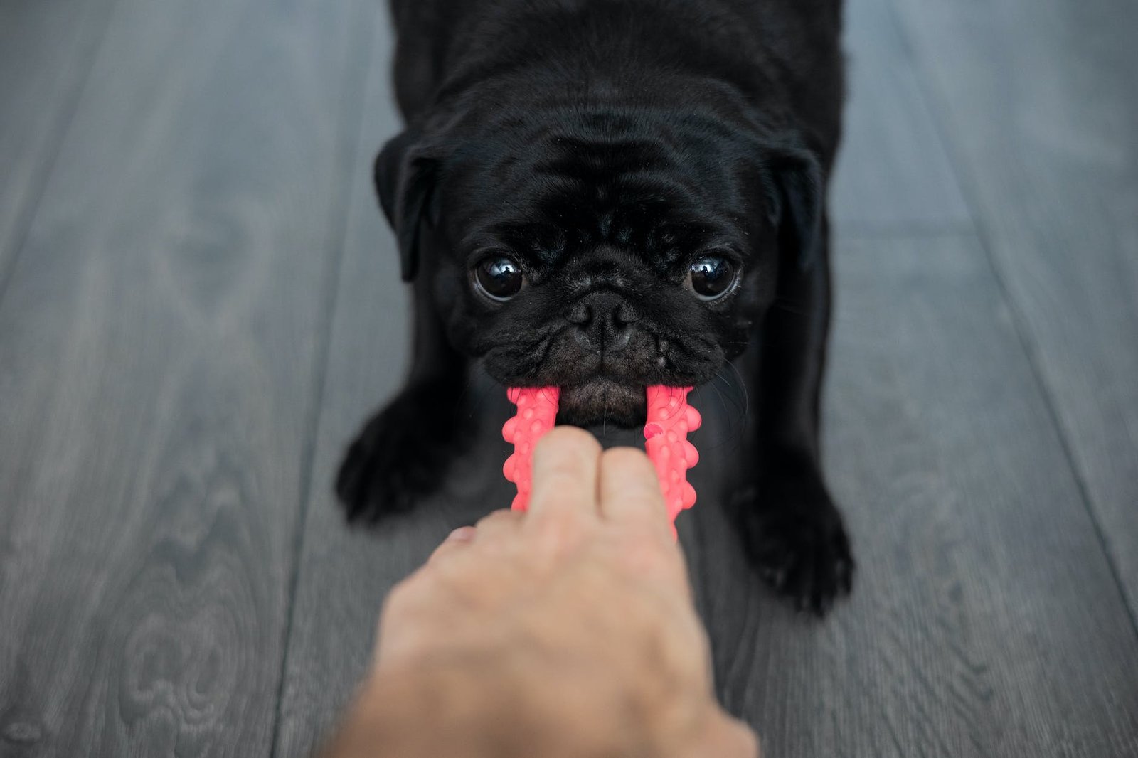 close up of a pug pulling a toy