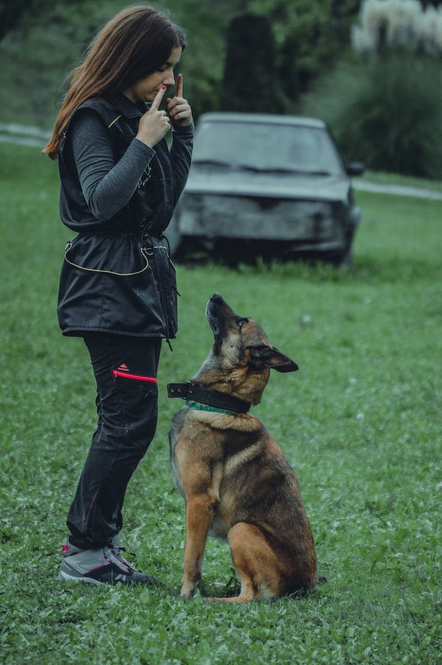 Why Inconsistency is Your Dog's Worst Enemy: Secrets to Effective Training a woman training a dog