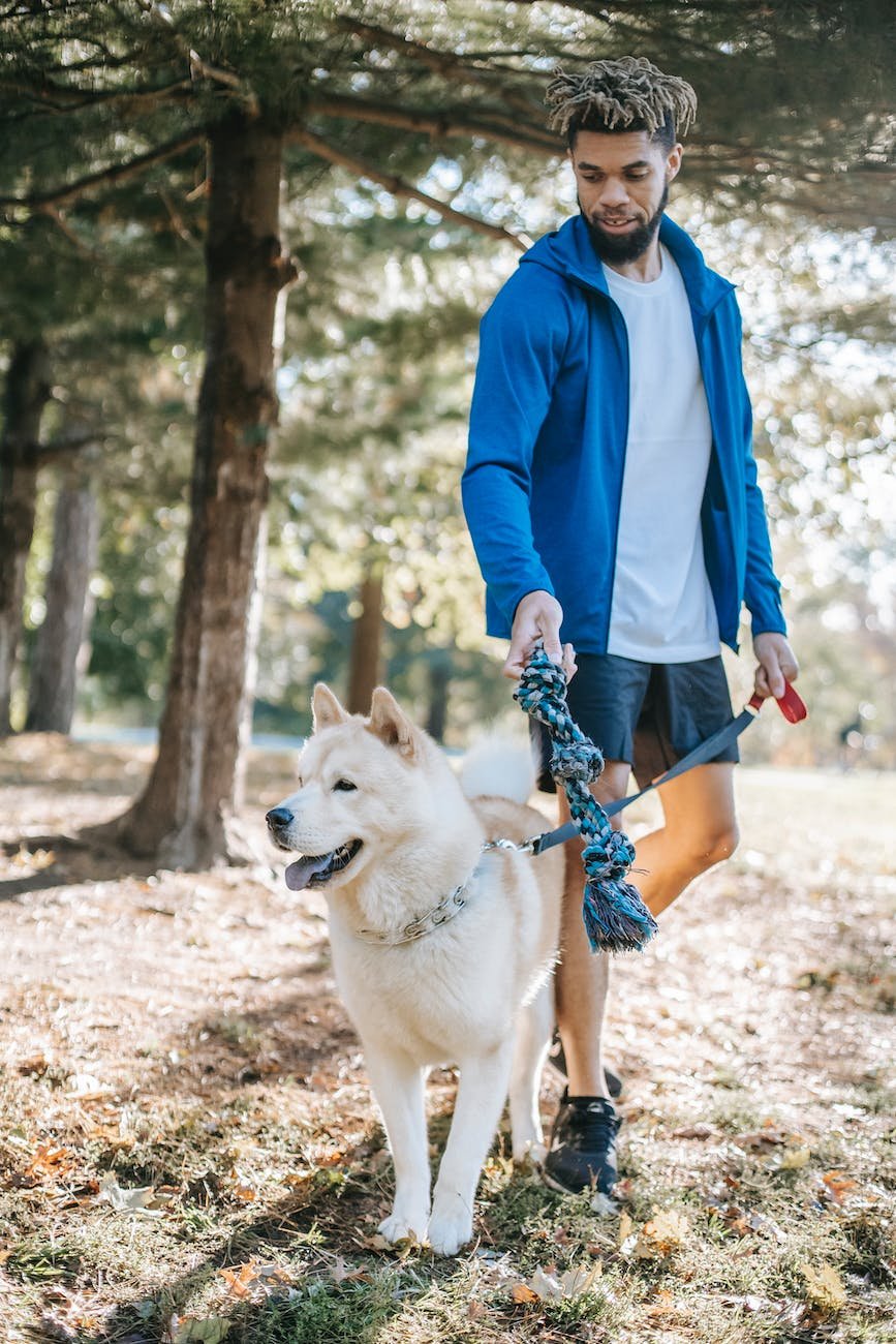Why Inconsistency is Your Dog's Worst Enemy: Secrets to Effective Training ethnic man training west siberian laika in city park