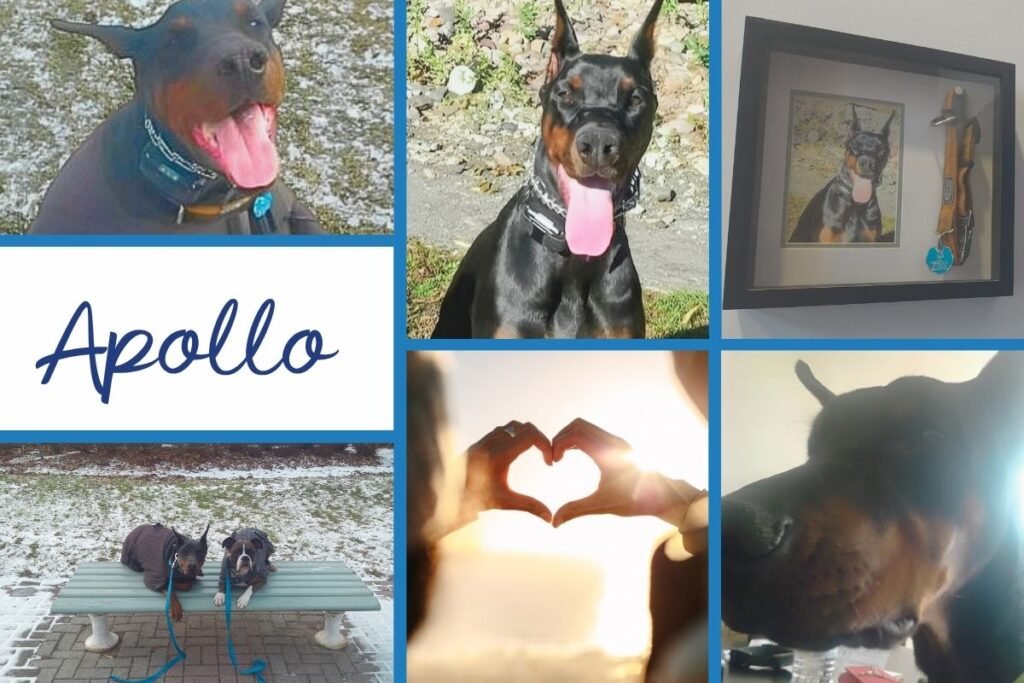 apollo the doberman collage