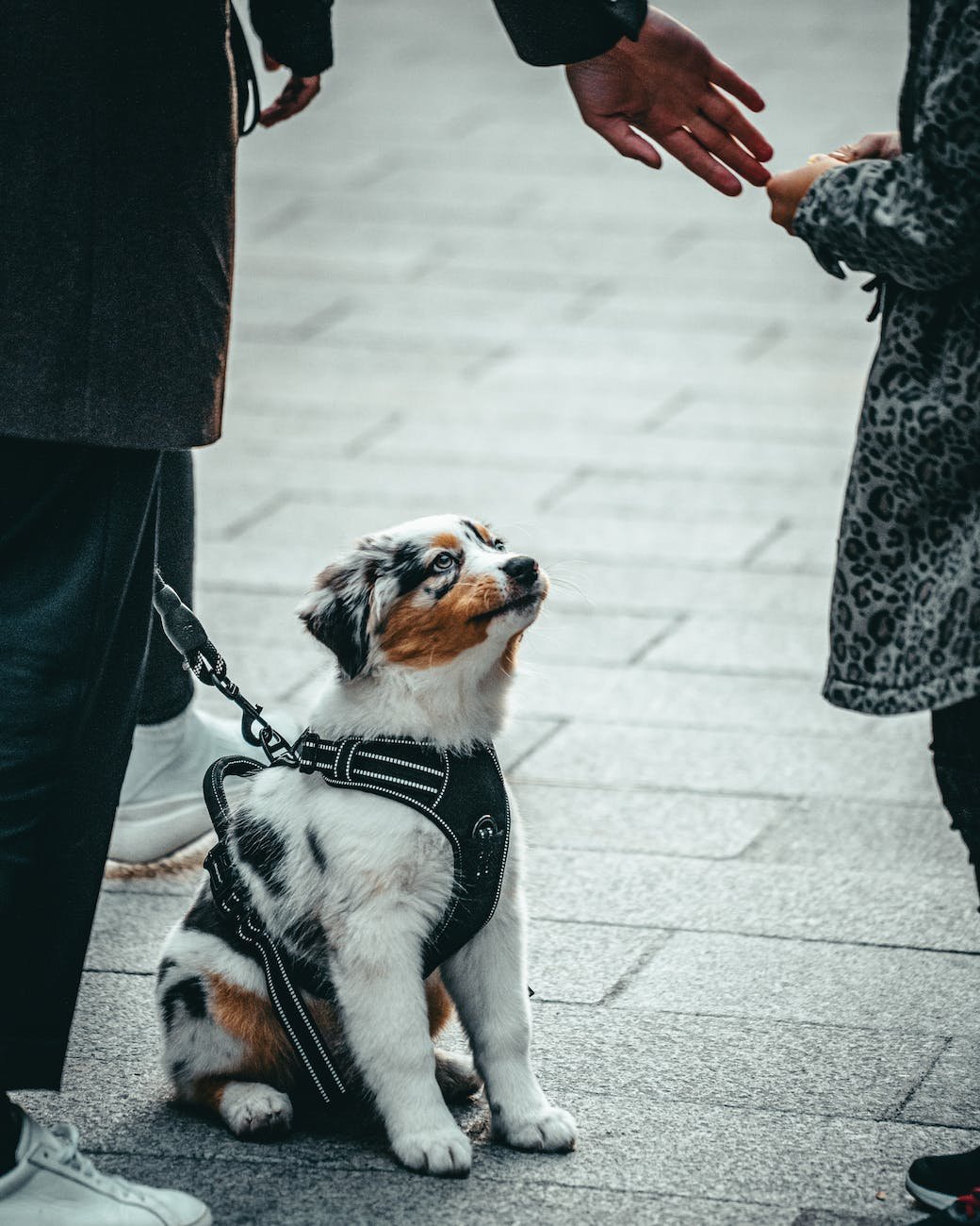 Dog Socialization Tips That Actually Work (And What to Avoid) dog near people on pavement