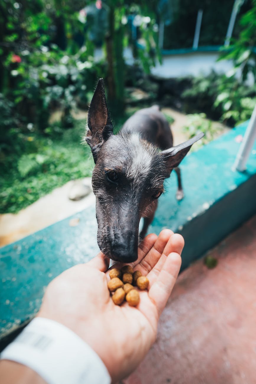 Dog Socialization Tips That Actually Work (And What to Avoid) photo of person feeding dog outside